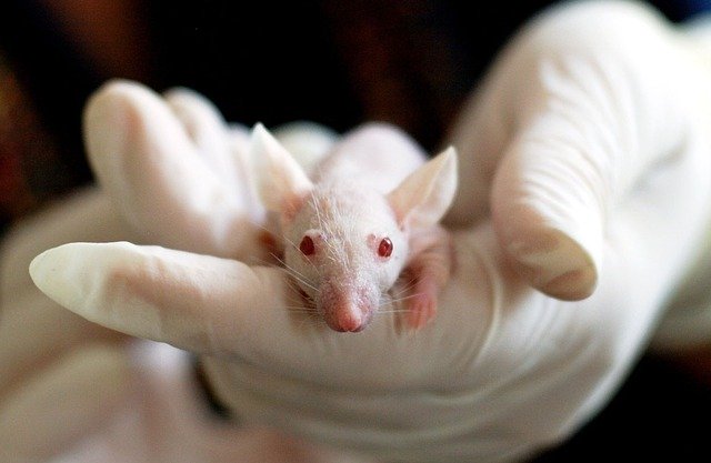 29 Major Pros & Cons Of Animal Testing - E&C